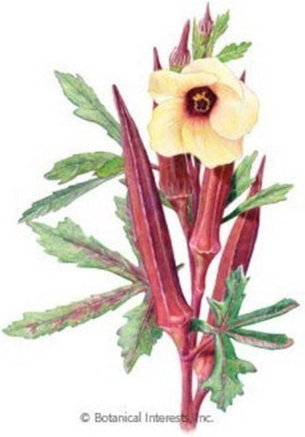 ActrovaX Organic F1 Hybrid Okra: Burgundy Red[2000 Seeds] Seed(2000 per packet)