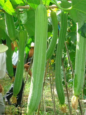 VibeX VXI-2 - Gourd Sponge (Luffa Aegyptiaca) - (100 Seeds) Seed(100 per packet)