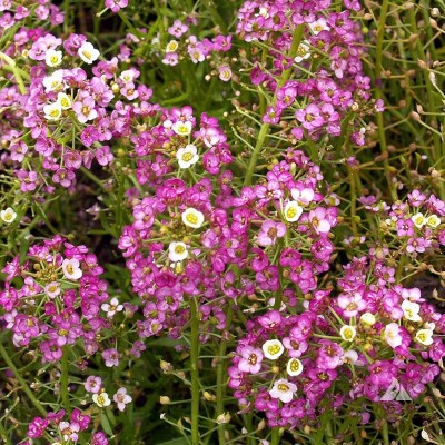 Aywal Alyssum White Flower Seed(20 per packet)