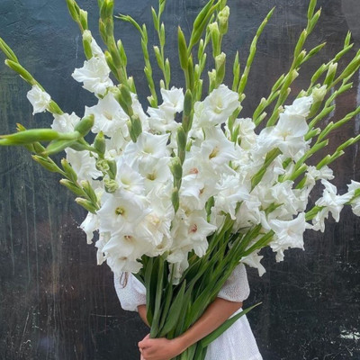 FloraBloom White Gladiolus Flower Bulbs – 5 Premium Fragrant Bulbs for Home & Garden Seed(5 per packet)