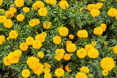 ALPINE HYBRID SEEDS marigold/gende ka phool flower seeds Seed(50 per packet)