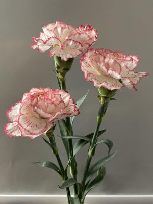 Lorvox Carnation Flower Mixed Colour F1 Hybrid Seed(50 per packet)