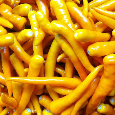 CYBEXIS Good Germination Yellow Chili Seeds2000 Seeds Seed(2000 per packet)