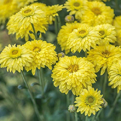 CYBEXIS Chandramallika100 Seeds Seed(100 per packet)