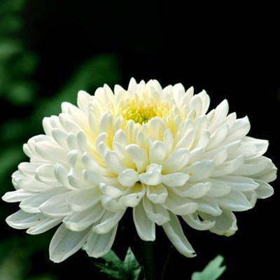 CYBEXIS GUA-83 - Chrysanthemum Non-GMO White Flower - (270 Seeds) Seed(270 per packet)