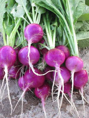 CYBEXIS XLR-23 - Purple Plum Radish - (750 Seeds) Seed(750 per packet)