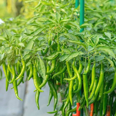 BJUBAS Chilli seeds for planting pack of 140 Seed(140 per packet)