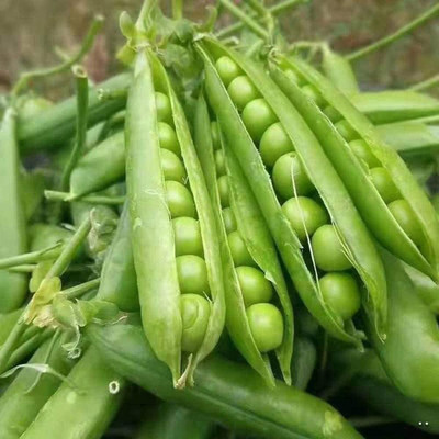 CYBEXIS Pea Seeds for Planting800 Seeds Seed(800 per packet)