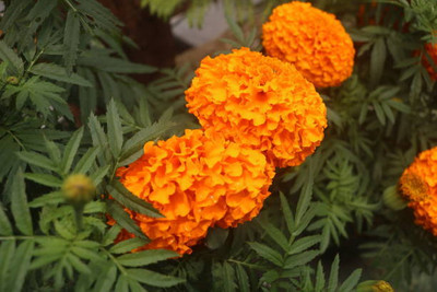 hybrid okra seeds marigold/gende ka phool flower seeds Seed(75 per packet)