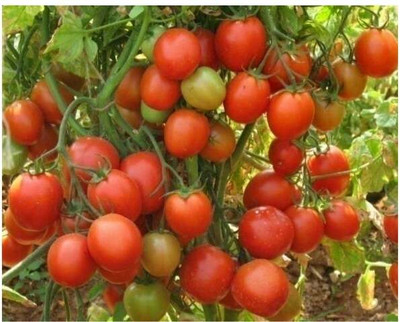 KNESSiN IX-81 Amogh Tomato Seed(200 per packet)