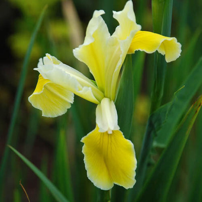 Audbhidhi Dutch Iris Double Flower Bulbs Seed(5 per packet)