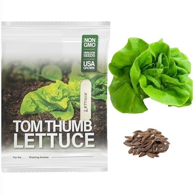 Quentova Tom Thumb Lettuce 1gm Seed(800 per packet)