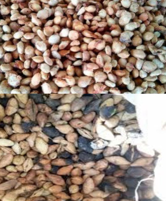 VINAYAK TRADERS Bel Tree Bilva Patra & Kaner Flower Plant Seeds 52 pcs each Seed(52 per packet)