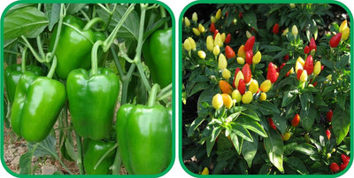 WILLVINE HAR -XVI Ornamental Chilli And Capsicum[50gm, 10000 Seeds] Seed(10000 per packet)