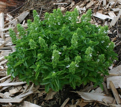 WILLVINE NBIR-71 Spicy Globe Basil Herb Seed(2000 per packet)