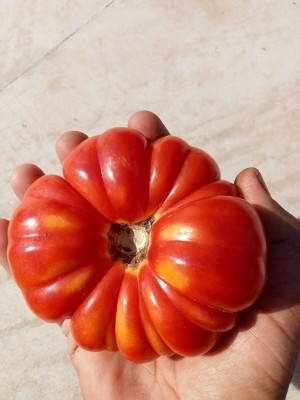 Madhav Pragya Agro Desi Kashi Tomato Seed(1 g)