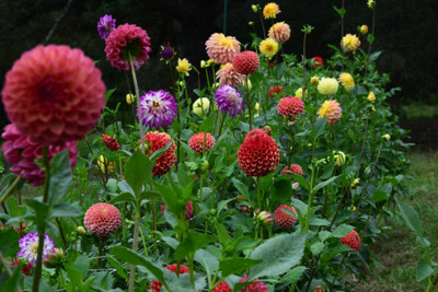 GREENSEA Dahlia mixed Flower Seed(42 per packet)