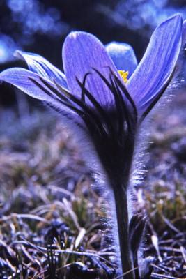Hybrid Galaxy pasque beautiful flower hybrid seeds 1-packet Seed(10 per packet)