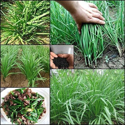 CYBEXIS Organic Leek Seeds1000 Seeds Seed(1000 per packet)