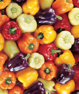 KNESSiN Heirloom Carnival Mix Capsicum Seeds For Gardening-(100 Seeds) Seed(100 per packet)