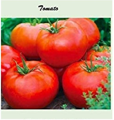 CYBEXIS Tomato1000 Seeds Seed(1000 per packet)