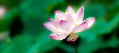Manomay lotus,kamal gatta Seed(14 per packet)