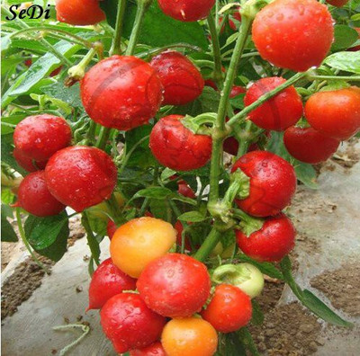 KANAYA Italian Red Cherry Tomato Vegetable Seed(10 per packet)