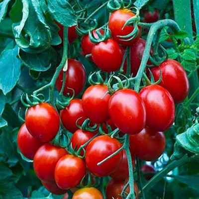 ibains Hybrid cherry tomato seeds Seed(110 per packet)