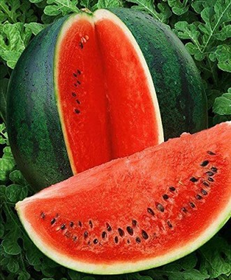 VibeX XL-63 - Watermelon Alibaba Giant Mix - (1350 Seeds) Seed(1350 per packet)