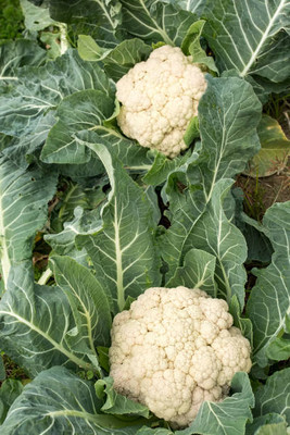 Shree Ganga Enterprise white cauliflower,gobhee seeds Seed(35 per packet)
