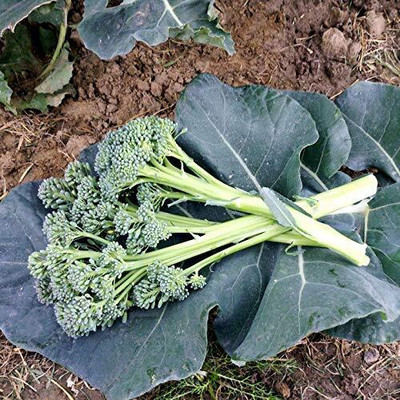 WILLVINE VNR -IX Broccoli Seeds Hybrid Organic [2.5g] Seed(750 per packet)
