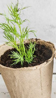VibeX PAU-11 - Mammoth Long Island Dill - (2250 Seeds) Seed(2250 per packet)
