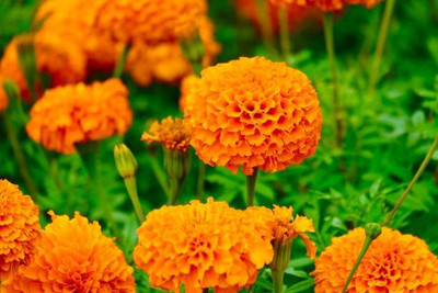SIDDHARTH FISH FARM marigold,gende ka phool seeds Seed(21 per packet)