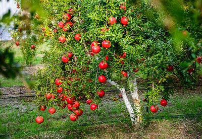 Aywal Anar Hybrid Fruit Seed(40 per packet)
