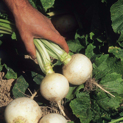 CYBEXIS Hybrid Turnip Snowball Seeds 2000 Seeds Seed(2000 per packet)