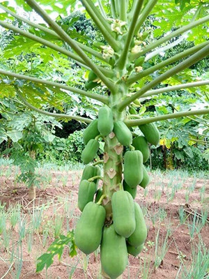 the green dotcom Papaya Seed(116 per packet)
