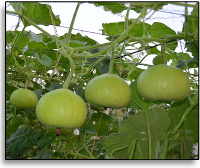 UGRA Round Bottle Gourd, Ghiya Seed(400 per packet)