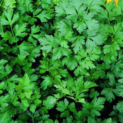 VibeX VVI-38 - Italian Flat (Organic) Parsley - (2250 Seeds) Seed(2250 per packet)