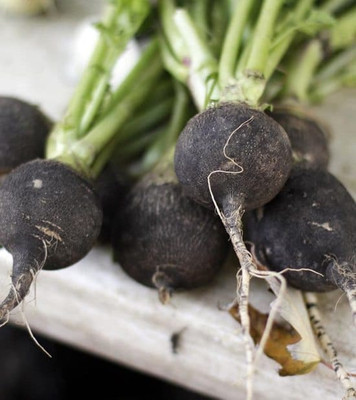 CYBEXIS Round Black Radish2400 Seeds Seed(2400 per packet)