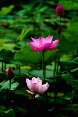 sbseeds lotus,kamal gatta Seed(15 per packet)