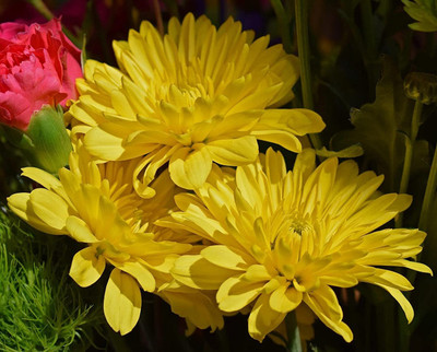 Lorvox Chrysanthamum Mix/Chamanti Seed(70 per packet)