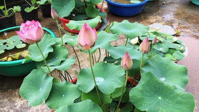 BDSresolve Lotus seeds for planting at home Seed(6 per packet)