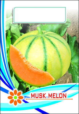 WILLVINE LX-82 Muskmelon Seeds for Kitchen Gardening Seed(200 per packet)
