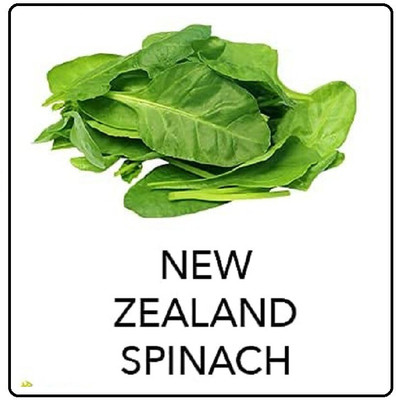 CYBEXIS Newzealand Spinach4000 Seeds Seed(4000 per packet)