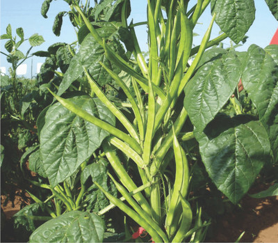 XOLDA Cluster Beans Guar Seed(25 per packet)