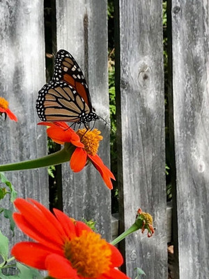 MWHY Tithonia-Flower Seeds Seed(25 per packet)