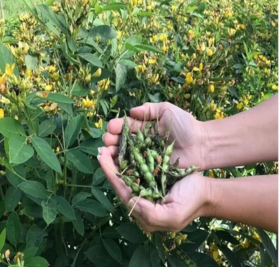 STOKIYA HYBRID 250gm hybrid arhar dal/Red gram/toor seeds highest yield variety early Seed(250 g)