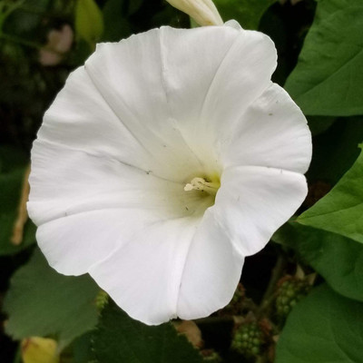 CYBEXIS LX-30 - Morning Glory Pearly Gates - (100 Seeds) Seed(100 per packet)