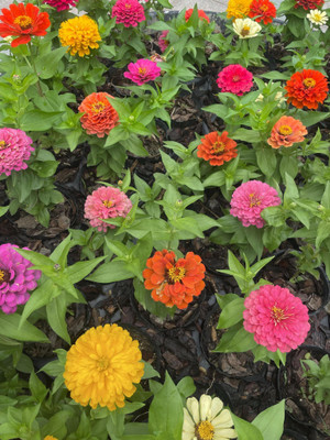 abiswas Zinnia Flower Seeds for Balcony Gardening Seed(600 per packet)