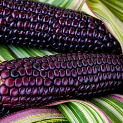 WILLVINE AGRI -II Japonica Striped Corn-[100g] Seed(400 per packet)